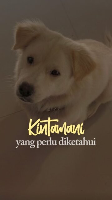 Adopsi Kintamani Campuran, namanya Cotton, dia pintar dan ramah.