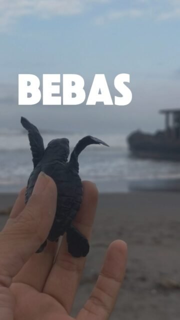 Pelepasan Tukik atau Penyu Kecil di pantai Yeh Gangga. Pengalaman pertamaku dan sungguh mengharukan.

Menurut ahli dari penangkaran penyu, hanya 1% yang selamat dan bisa bertumbuh dewasa dari sekian banyak tukik atau penyu yang dilepas 😭